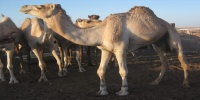 Des fidèles mourides de la Mauritanie bloqués à la frontière par la douane 