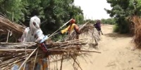 Mauritanie : une mauvaise herbe qui vaut de l'or 
