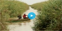 Mauritanie : le typha, catastrophe écologique, se transforme en petit miracle 
