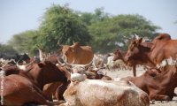 Mauritanie : l'élevage pèse 10% du PIB 