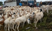 Mauritanie : Dakar en quête de 750.000 moutons pour la Tabaski 