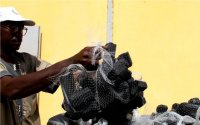 Alternative : Cette mauvaise herbe qui peut fournir de l'énergie en Mauritanie 