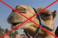Camelins interdits d'accès au Sénégal 