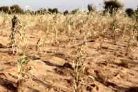 Mauritanie : ravagée par la sécheresse – le nombre d'enfants malnutris augmente 