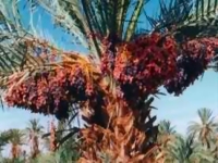 Mauritanie : Le palmier dattier, moyen de survie et patrimoine culturel 