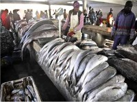 Mauritanie : plein d'arêtes dans le poisson 