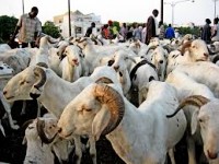 La Mauritanie peut devenir pays exportateur de viandes rouges dans la (…) 
