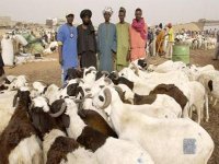Le Sénégal importera 104.709 moutons de Mauritanie pour les besoins de l'Aid (…) 