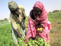 Mauritanie : le FIDA accorde 21 millions de dollars pour renforcer la (…) 