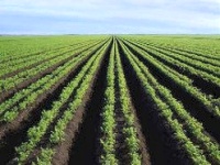 Aménagement de 3.500 nouveaux hectares irrigués en Mauritanie 