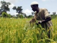 Mauritanie : l'insécurité alimentaire trois fois plus sévère qu'en 2010 
