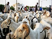 Mauritanie : l'OAIDA envisage un investissement de 30 millions de dollars, (…)