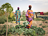 Mauritanie : faire pousser des légumes sur du sable 