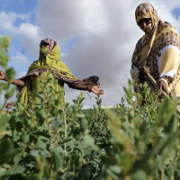 Mauritanie : à Taguilalet, une ferme communautaire pour relancer le projet (…) 